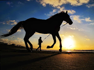 Horses on the beach