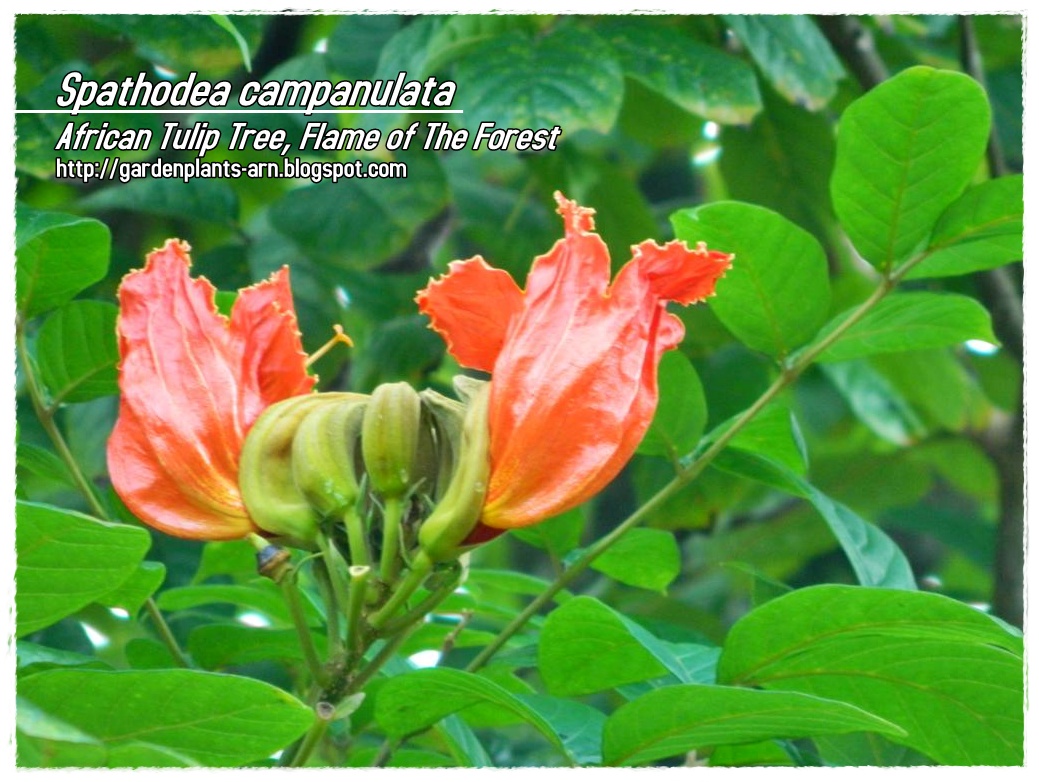 Garden Plants Cik Arn: Spathodea campanulata