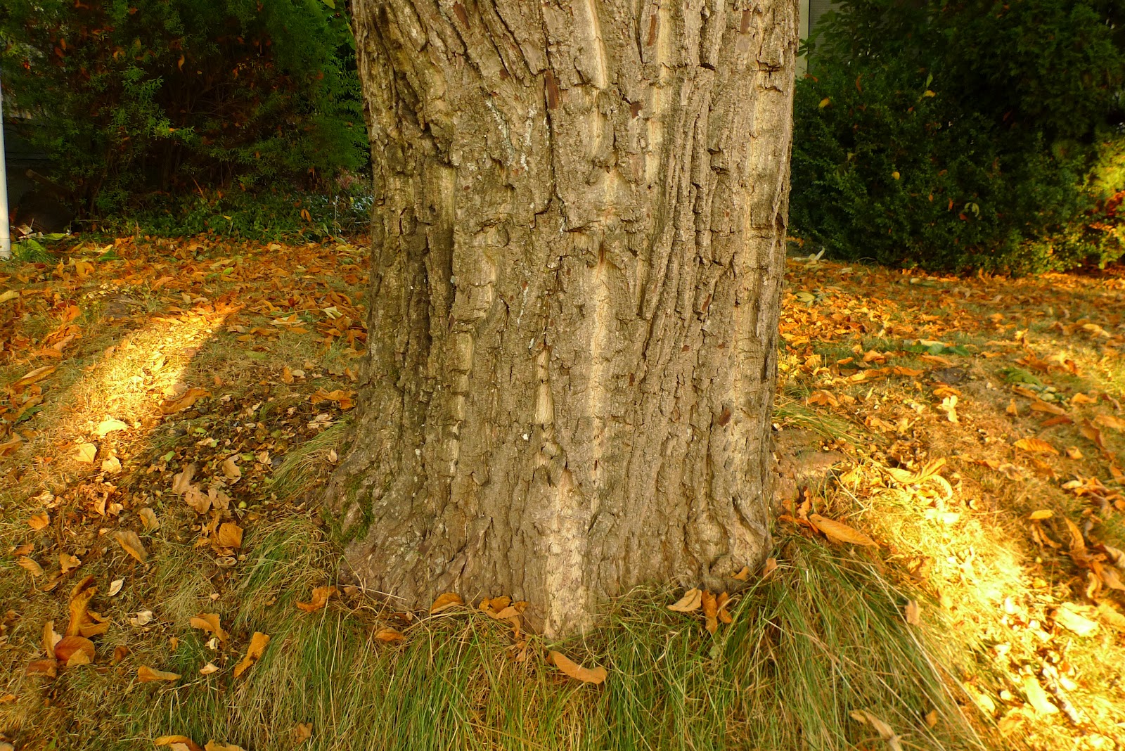 Wild Harvests Heartnut, a cultivated Japanese Walnut