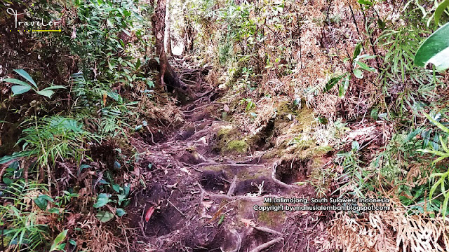 Pendakian Gunung Latimojong via Dusun Karangan