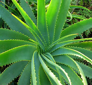 CLOSE UP OF THE ALOE VERA LEAF