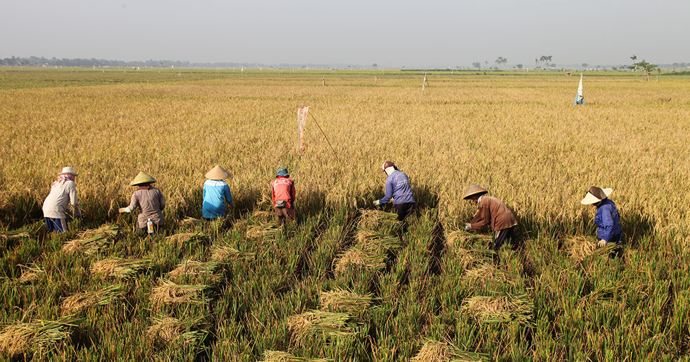 Cara Merawat Padi Agar Panen Melimpah - Berbagi Rawat