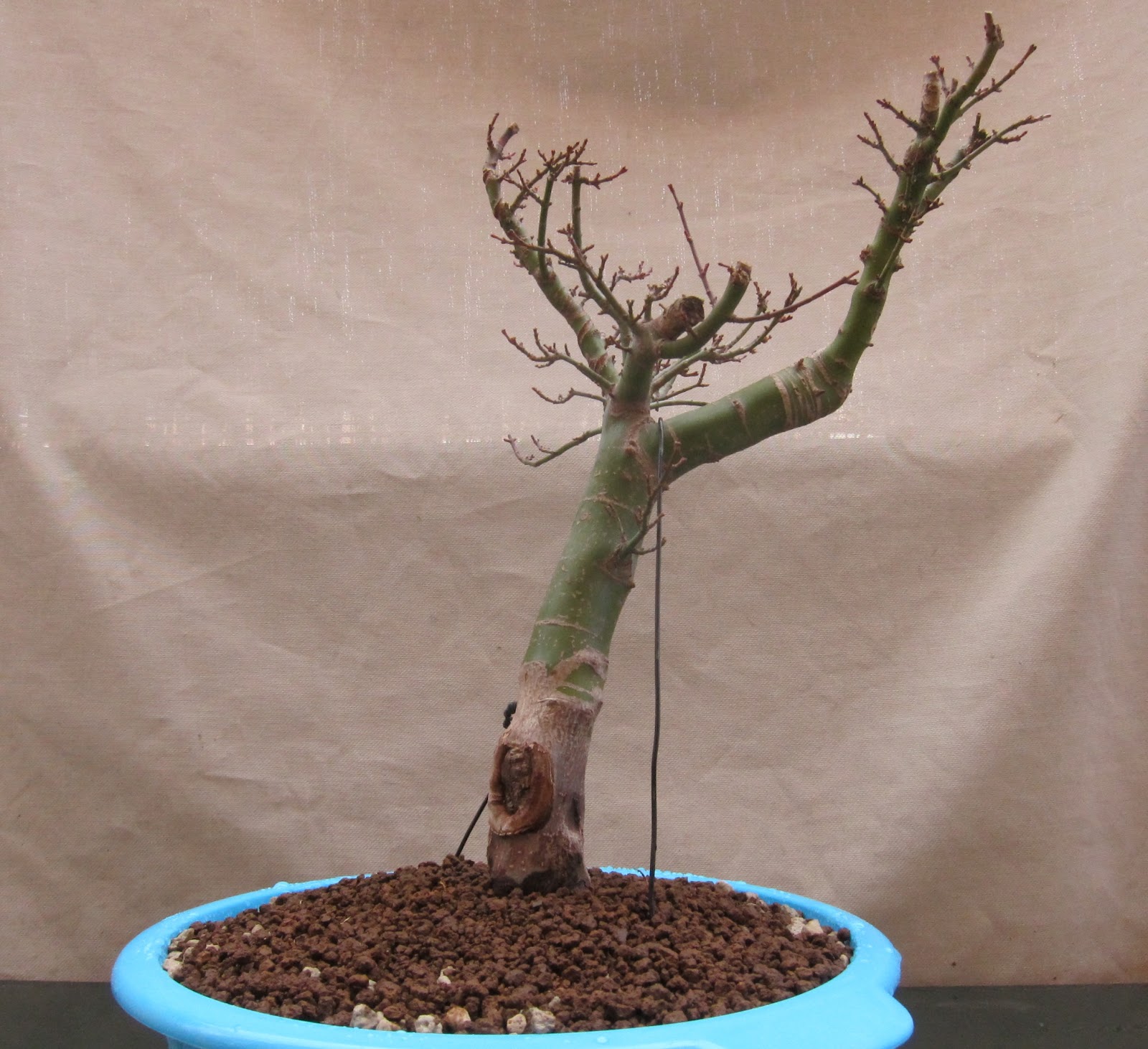 Acer palmatum shishigashira Trans19