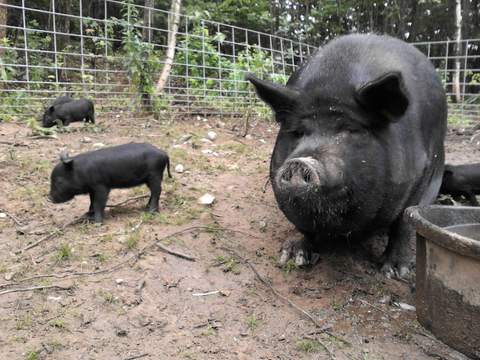 Shaker Hill Farm American Guinea Hogs