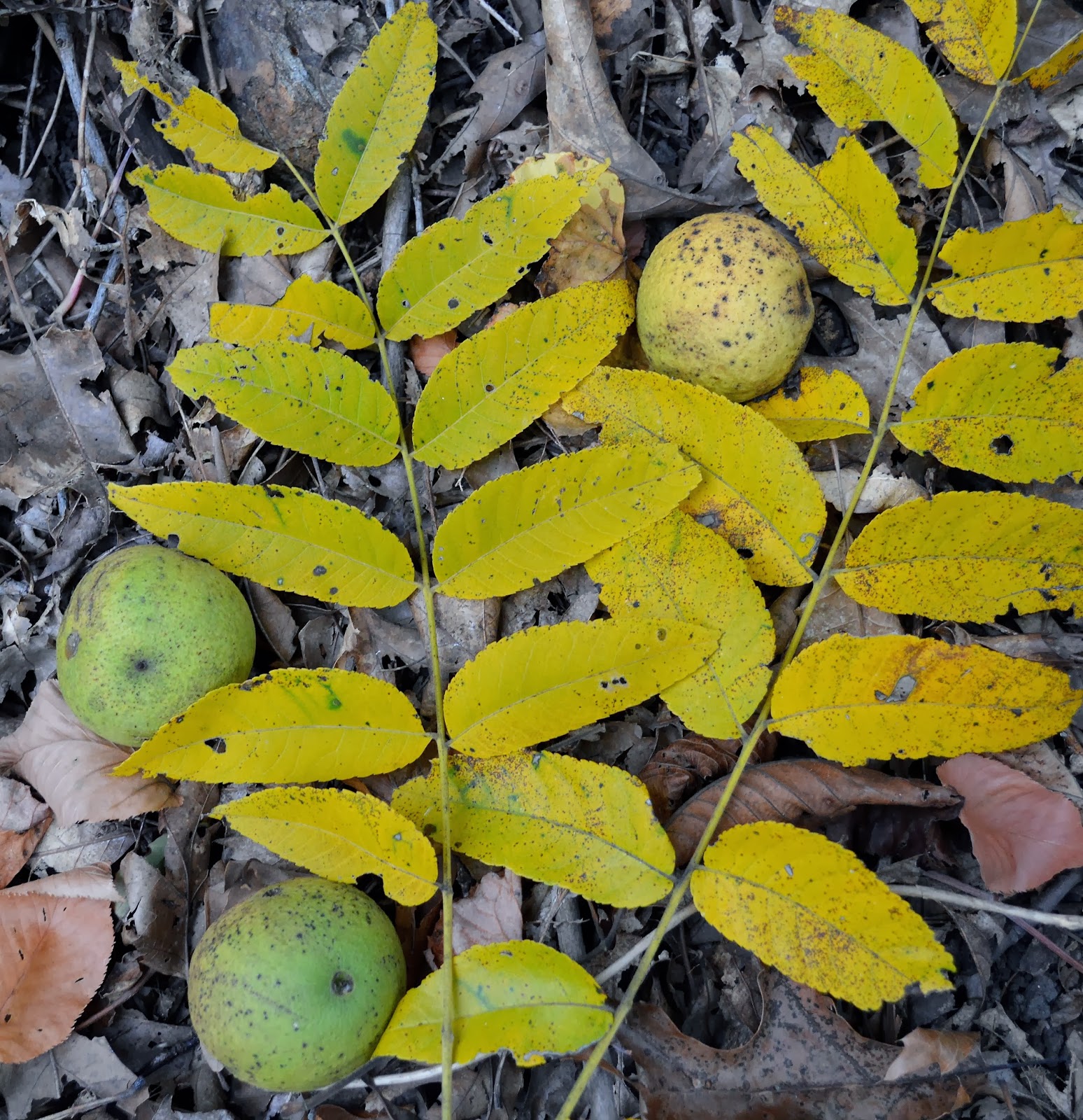 Nature of New York: Autumn in the Hudson Valley: Part 2 (Foliage)