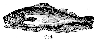 fish cod fishing image transfer digital illustration download