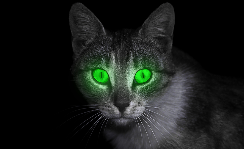 Czary mary - kot z zielonymi oczami