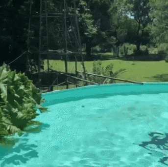 GIF.gif