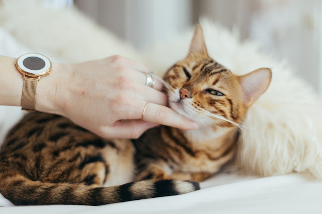 hand patting cat
