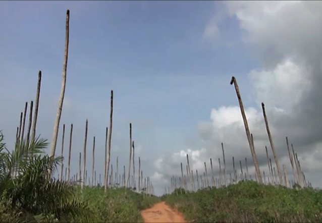 Diversiflora International Maladie du jaunissement mortel du cocotier