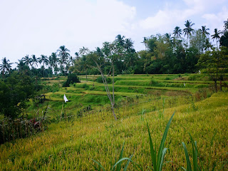 The Scenery In The Rice Fields When The Harvest Season Will Coming Soon Ringdikit Village, North Bali, Indonesia