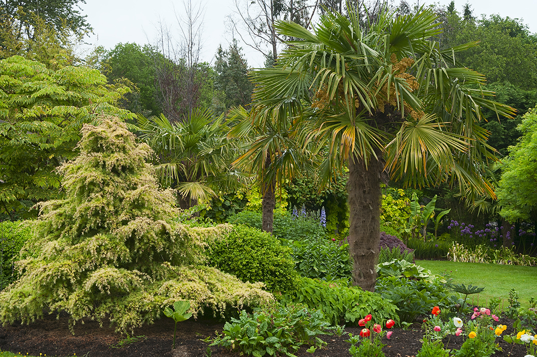 Linda Cochran's Garden Palms in the Garden
