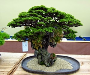 <img src="bonsai15.jpg" alt="foto bonsai">