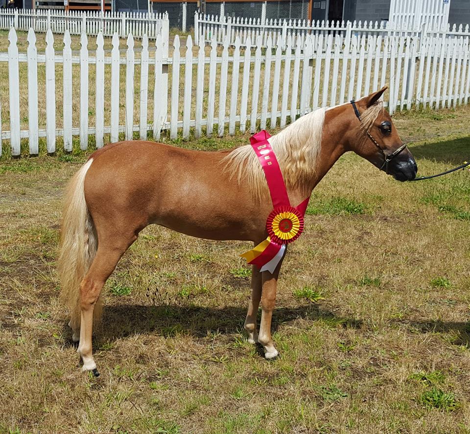 VFM Reddy For Revenge Reserve Champion JR Mare, all firsts in Solid Color Mares