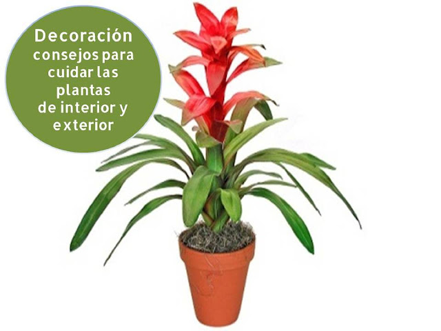 decoracion-consejos-para-cuidar-las-plantas-de-interior-y-exterior