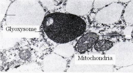 The Cell World: Organels of Cells