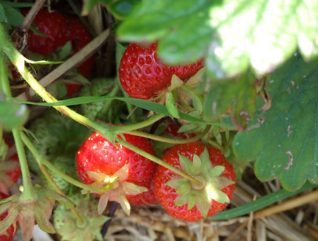 Unterwegs im Garten: Erdbeerbeet anlegen. Auf Küstenkidsunterwegs zeige ich Euch, wie Ihr schnell ein Erdbeerbeet anlegt und Eure Erdbeer-Pflanzen gut ins Beet setzt.