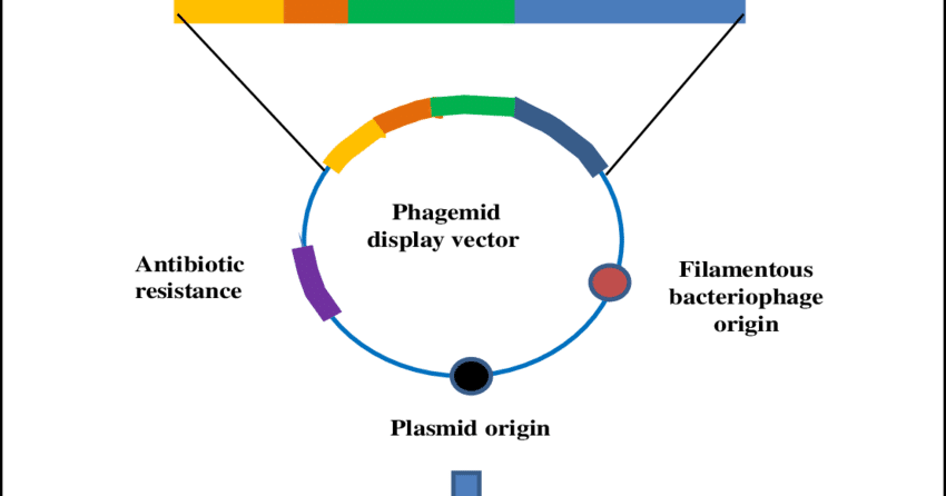 Phagemid vectors - Ashish Thakur (READ, WRITE, LEARN AND APPLY)..... Shaping Your World In Your ...