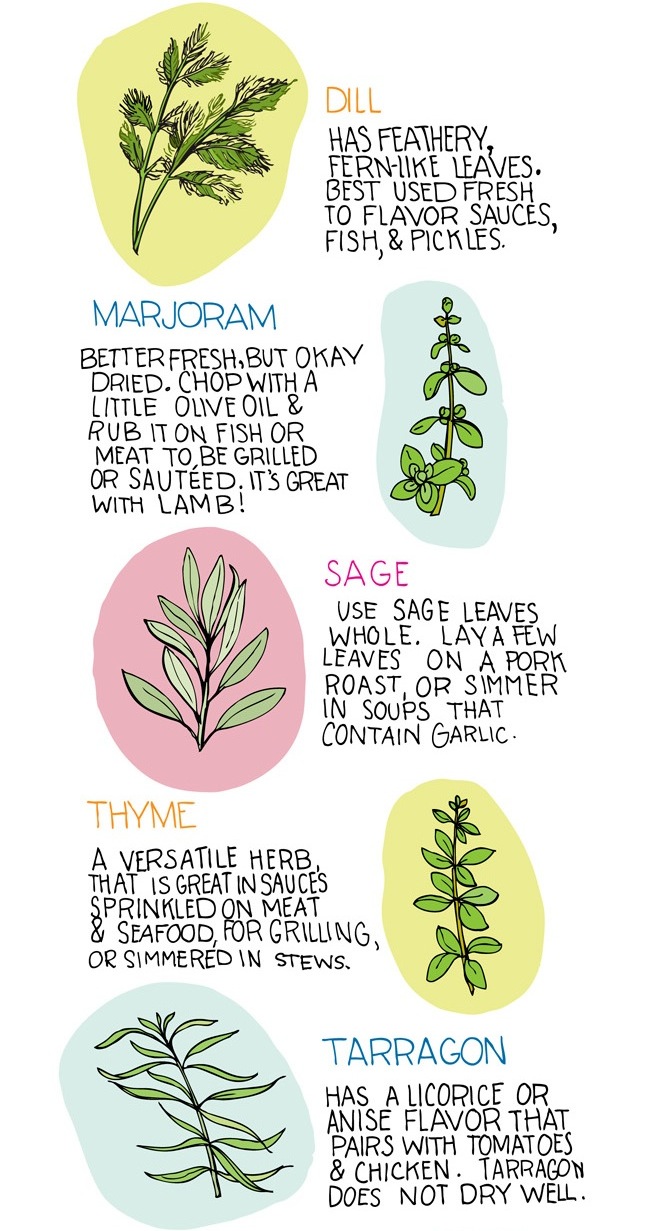 illustrations of dill, marjoram, sage, thyme, and tarragon herbs