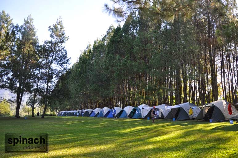 Forest Camp стаканчик