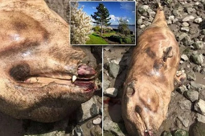 Mystery over fanged 'pre-historic monster' found washed up on banks of river, 