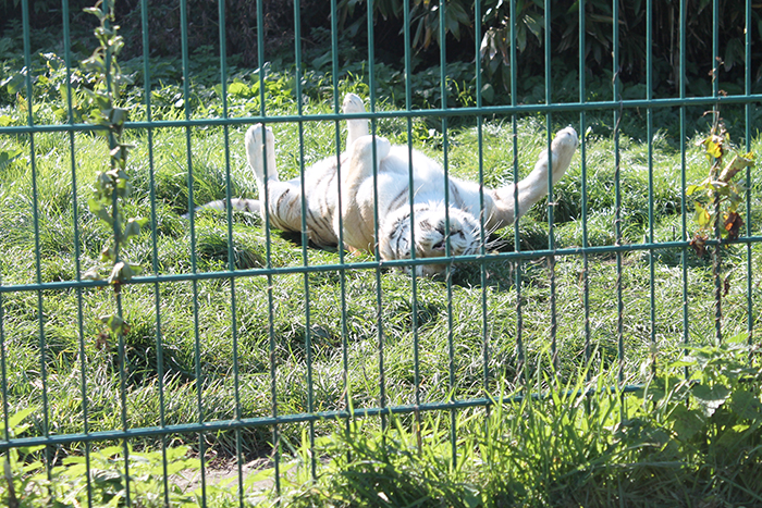 Tigers at Isle of Wight Zoo