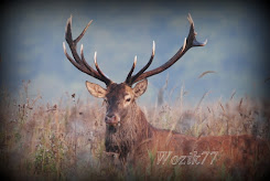 Kampinoski Dostojnik - JELEŃ (Cervus elaphus)