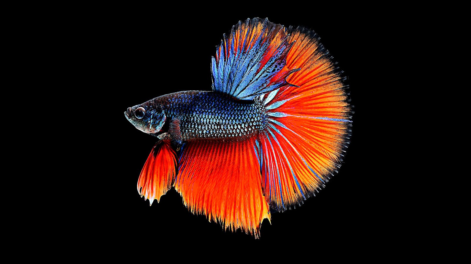 Siamese Fighting Fish Facts Fish Choices