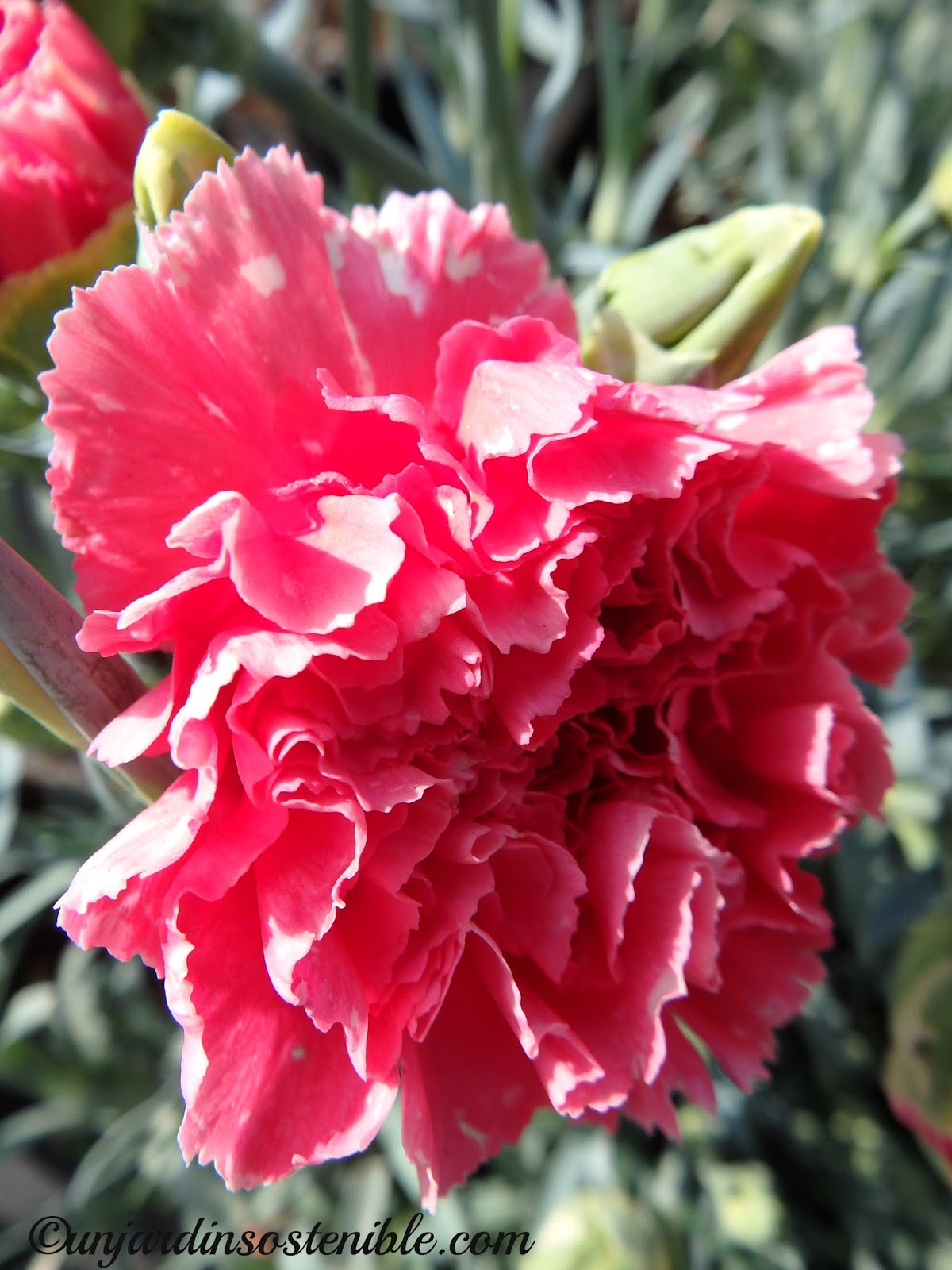Dianthus caryophyllus (Clavel)