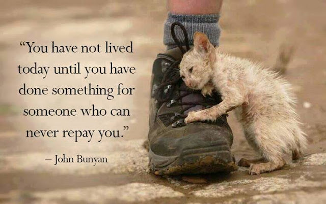  animal, dog, cat, pet, animal, inspiring quotes for animal lovers, petsnmore.org