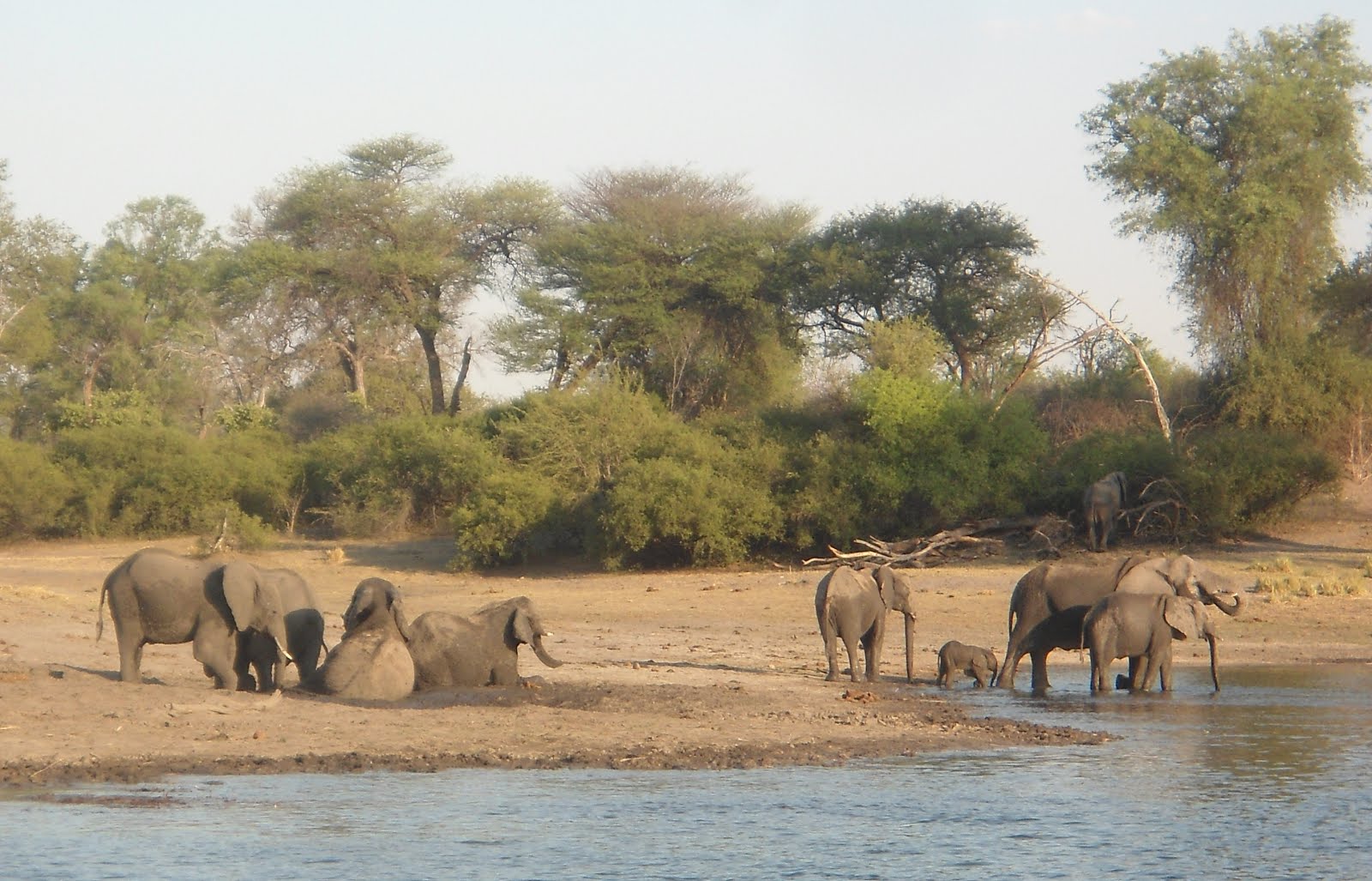 O banho dos elefantes