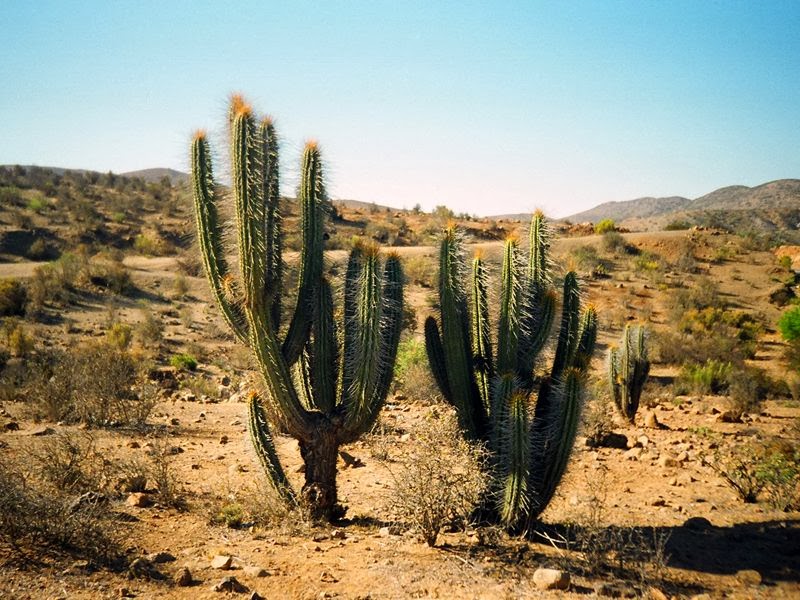 Portal Geografi Faktor Faktor Yang Mempengaruhi Persebaran Flora Fauna