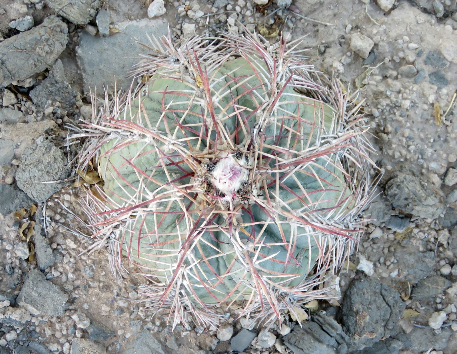 Creosote Archives Ramblings From A Desert Garden