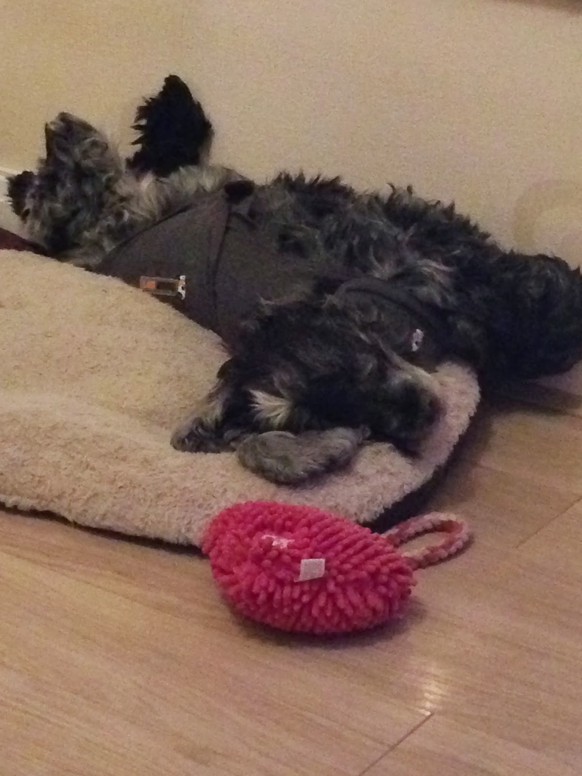 Thundershirt A Review Mammaful Zo Beauty, Life, Plus Size Fashion