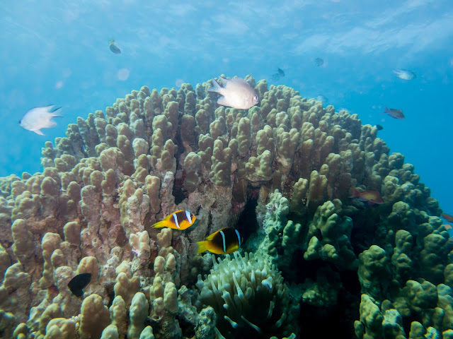 Aqaba Scuba Diving 13