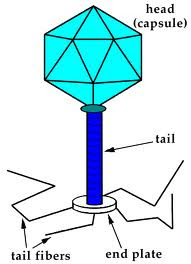 Similarities between prions and viruses picture