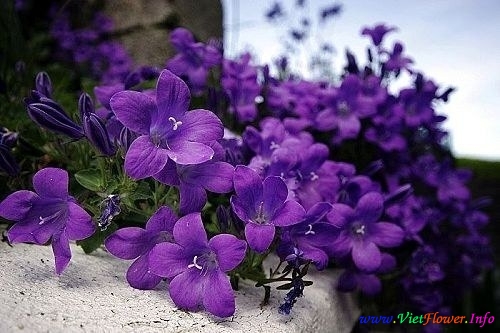 Hoa phi yến màu tím thủy chung