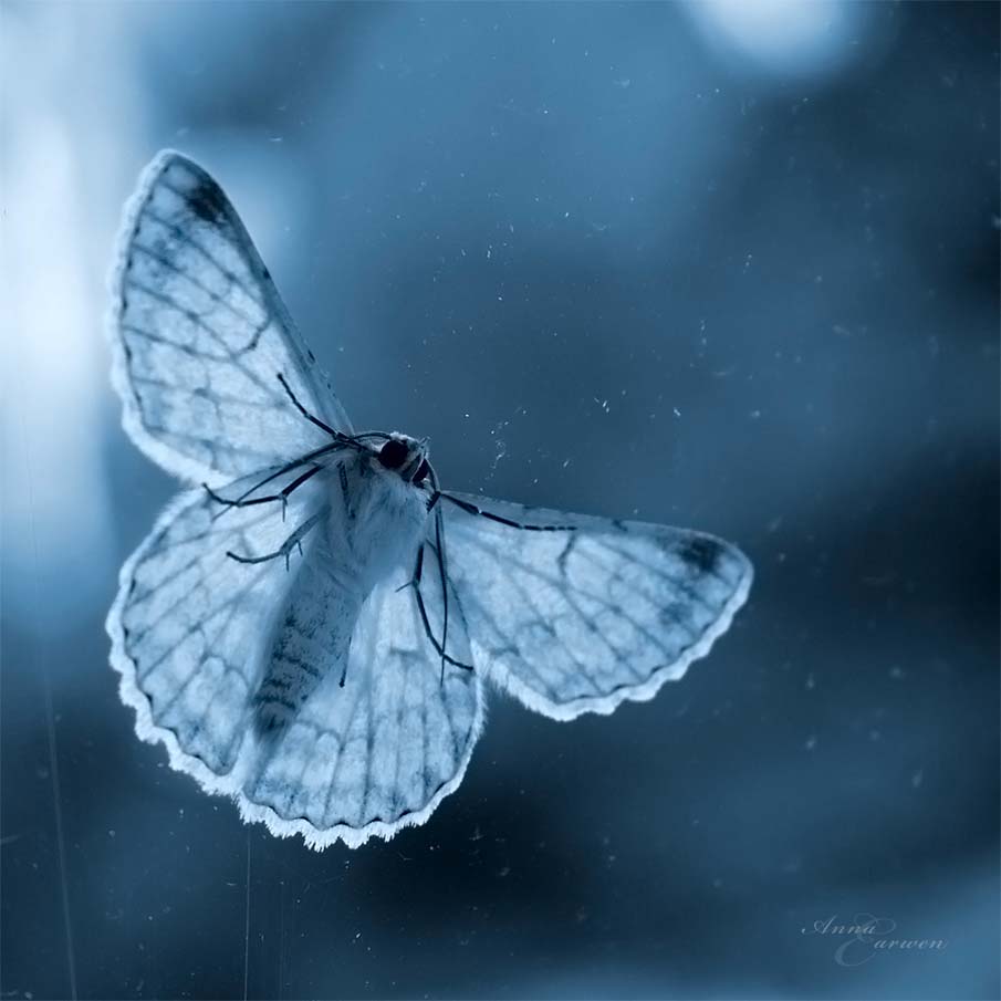 мотылёк с сердцем. бабочки летают. мотыльки эстетика. бабочка черная. бабочка летит.