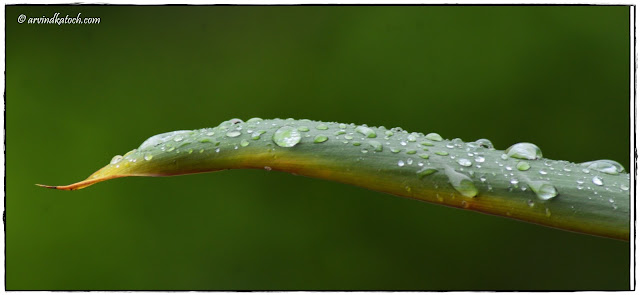 Pictures, Raindrops, Rain, leaf,