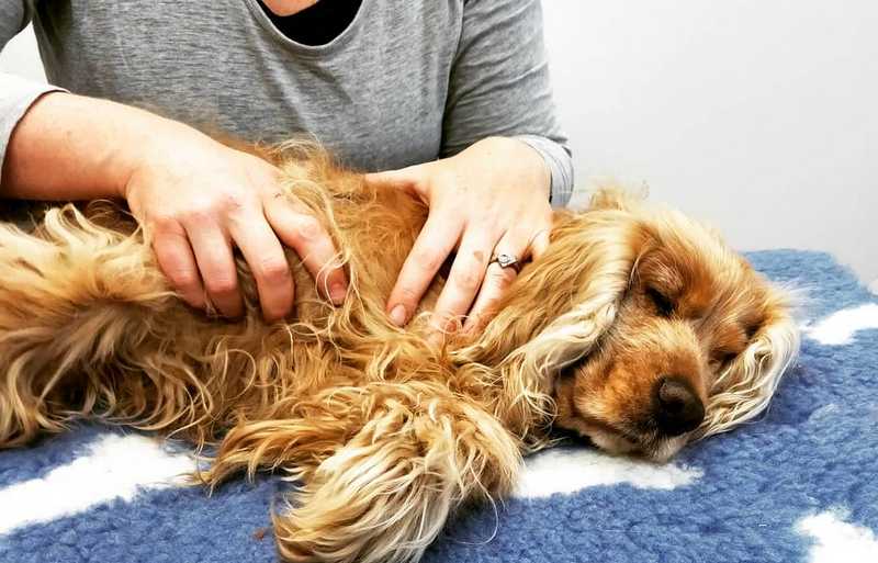 Massages for Dogs How to Massage Your Dog Step by Step