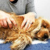 Massages for Dogs - How to Massage Your Dog Step by Step
