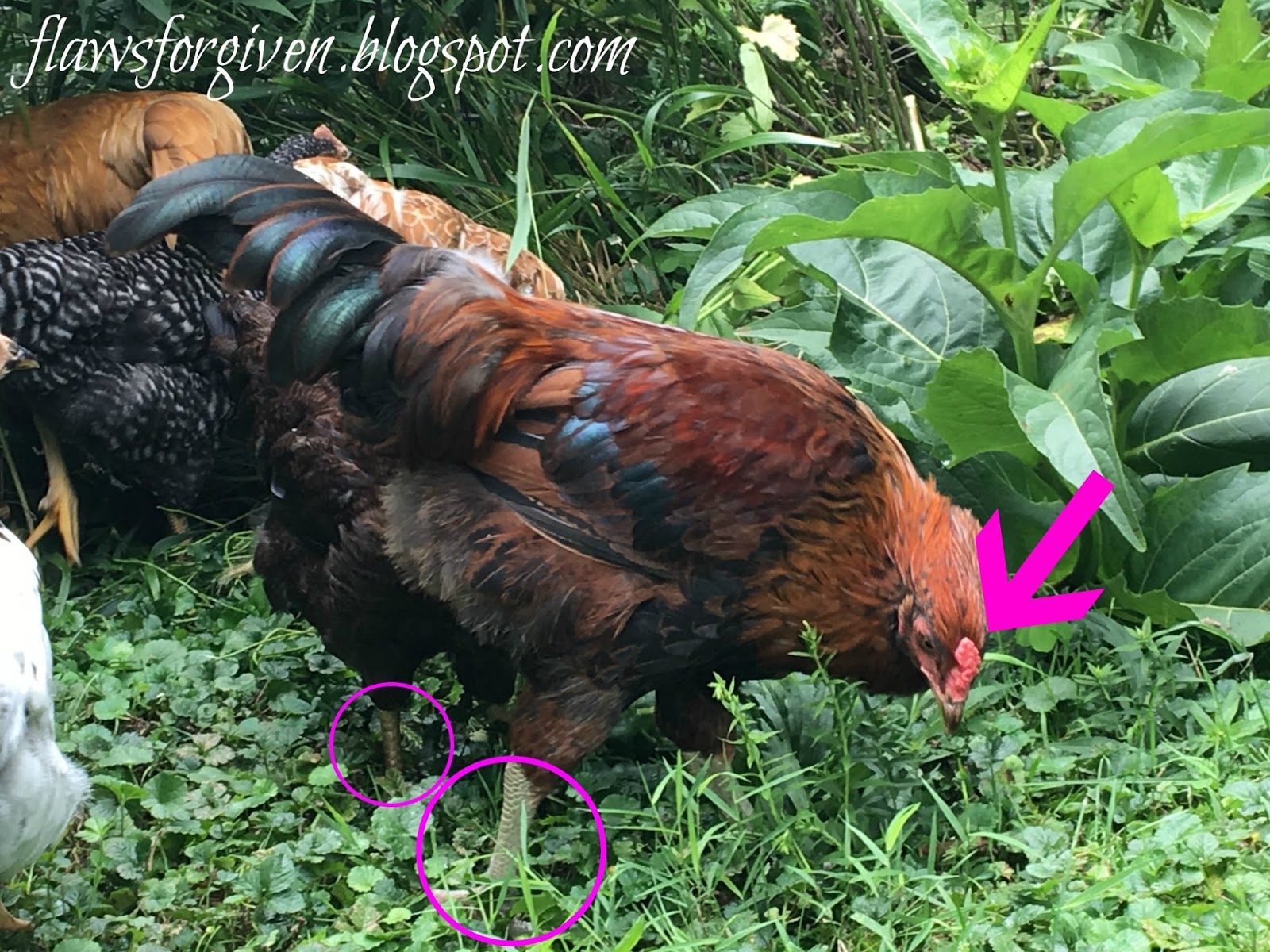 Flaws, How to Spot a Rooster...and What to Do With Him