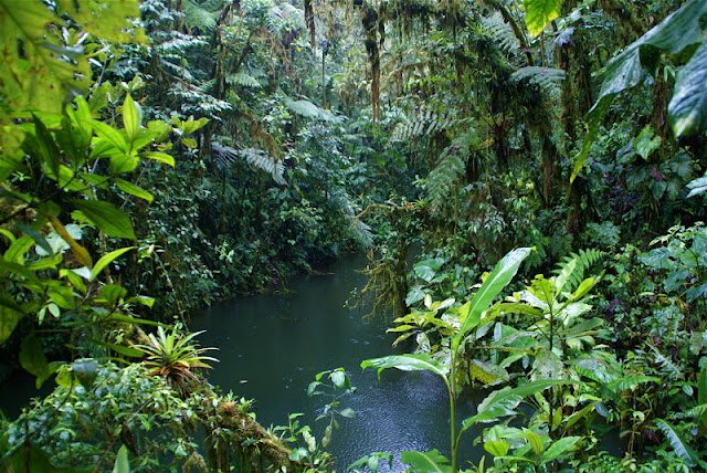 اأكبر موسوععةةة لصور الطبيعةة الخلابهه  Tropical-forests
