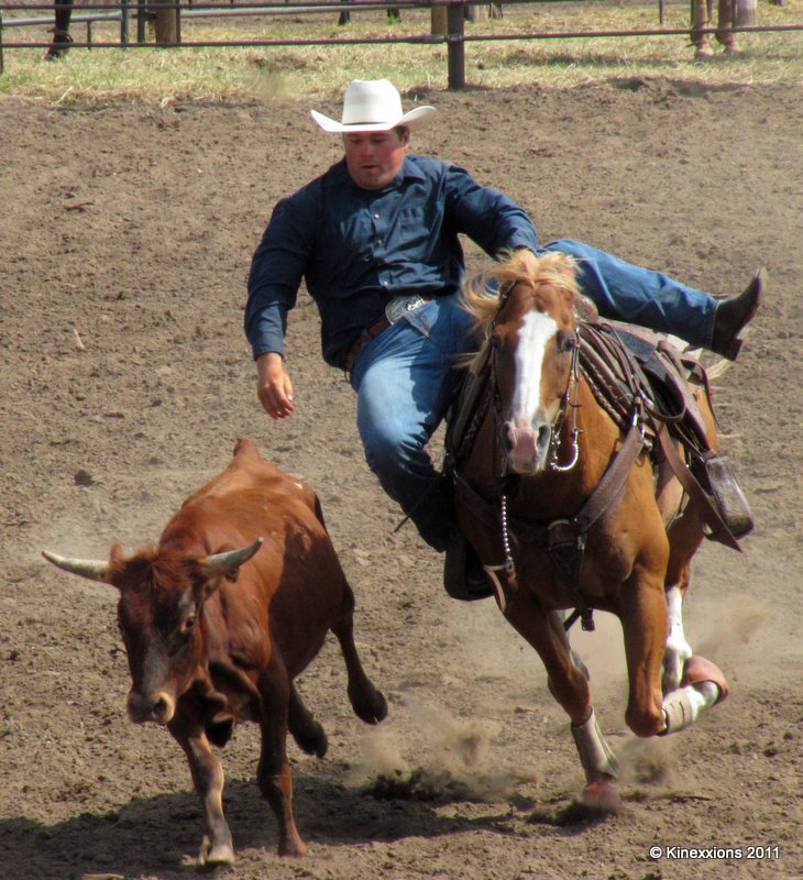 kinexxions RoeDeeOh Steer Wrestling