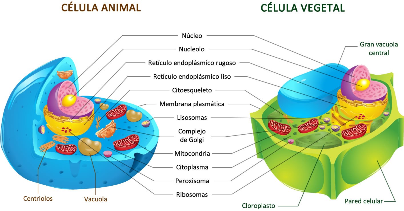 celula vegetal