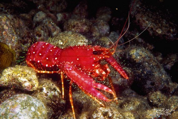 10 интересных фактов связанных с животными, которые вас удивят Познание мира: ув