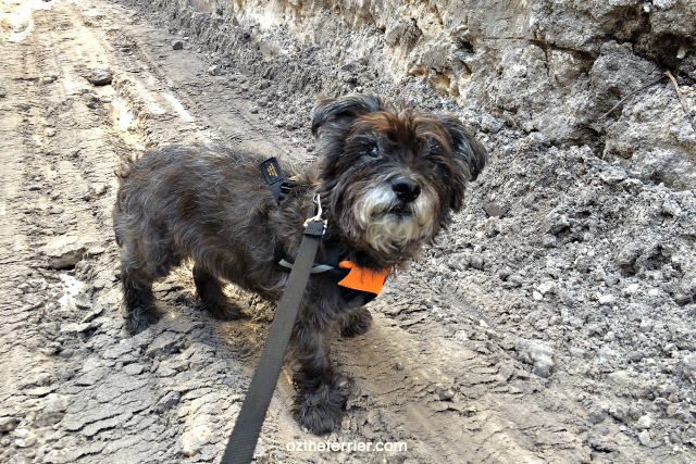 Oz in Sleepypod Clickit dog safety harness exploring a French Drain trench