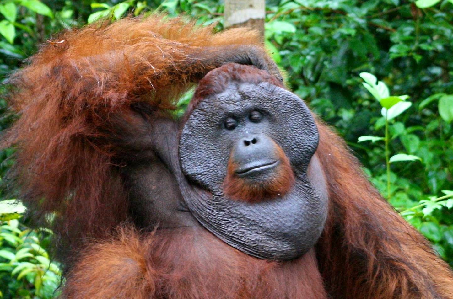 The Mystery of the Orangutan Flange | The Ark In Space