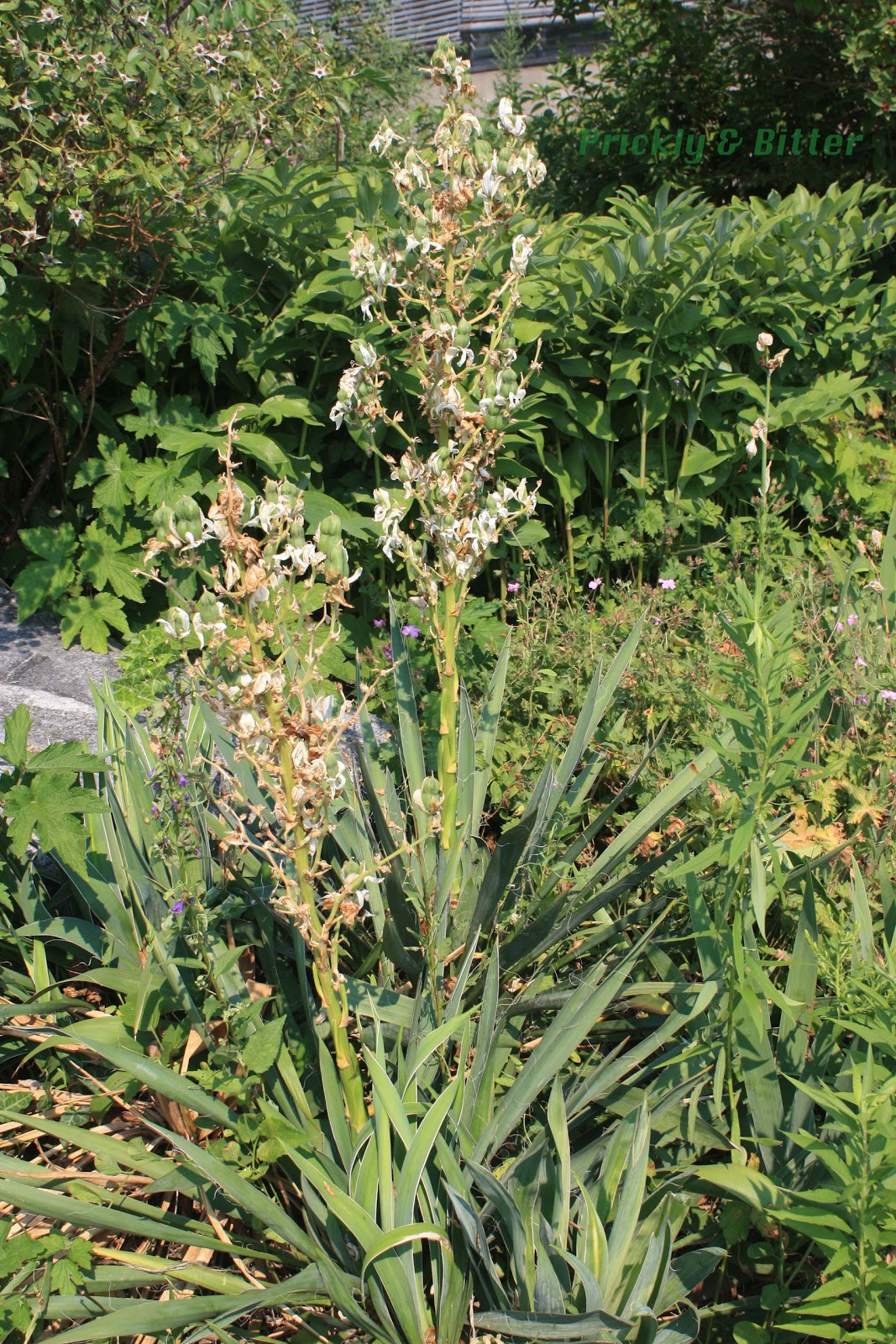 Prickly and Bitter The Northern Agave the Yucca