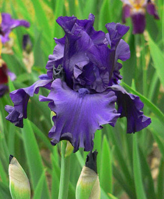 World of Irises: What Visitors Are Telling Some Gardeners